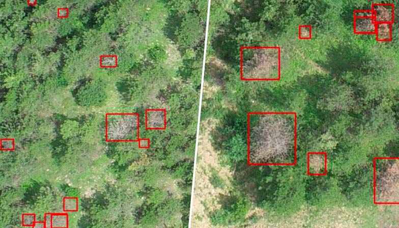 无人机树木病虫害检测