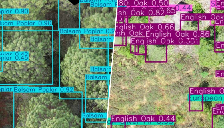 无人机树木分类
