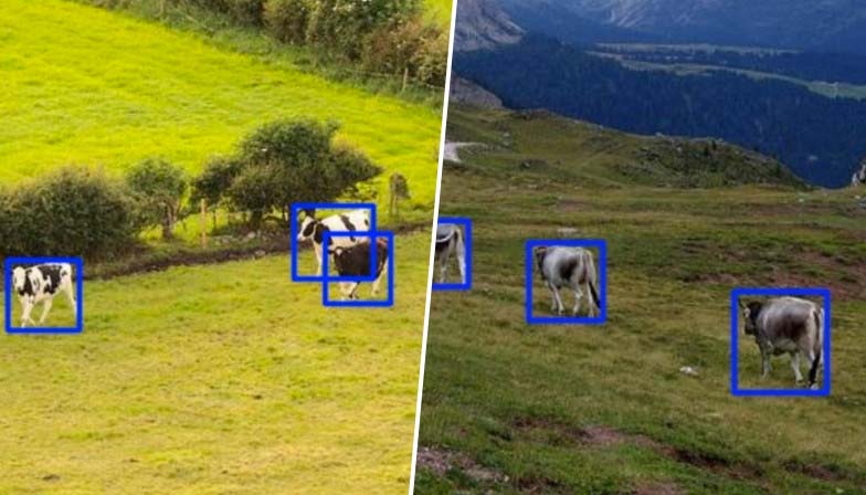牛群检测
